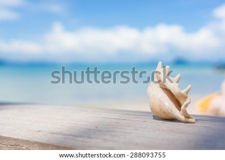Beautiful spider seashell on rope swing at the ocean beach in sunny day