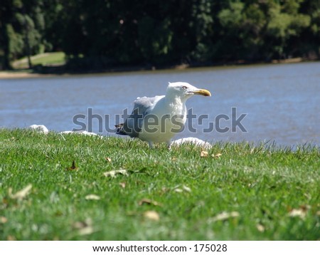 Picture taken of a seagull eating a fish in my backyard