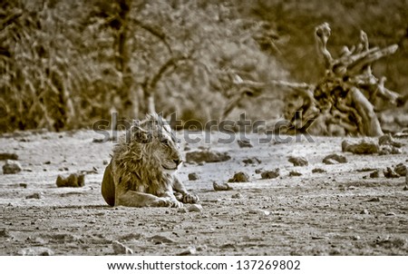 A male lion resting in arid environment
