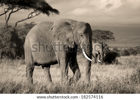 Elephant on savanna in sepia