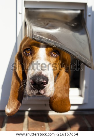 Sweet Basset hound peaking out of its dog door