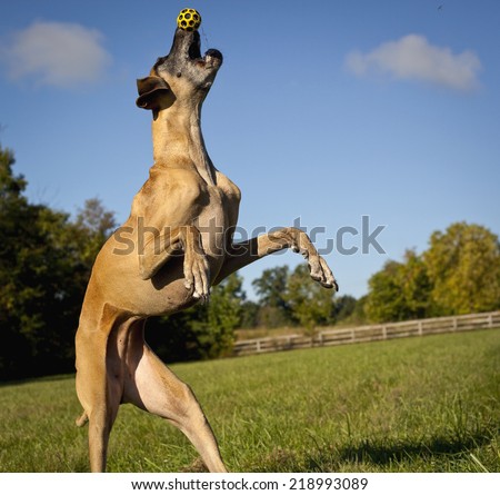 Great Dane on hind legs nose to nose with yellow ball