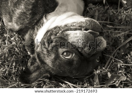 Silly French bulldog smiling in grass in black and white