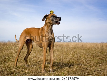 dog being silly with yellow ball on head