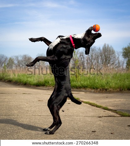 Black dog on hind legs with orange ball in mouth
