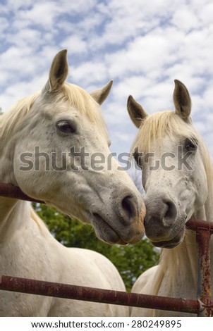 Two Arabian horses nose to nose