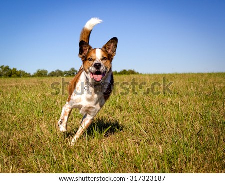 Happy, focused Australian cattle dog looking at viewer while running in field