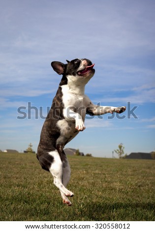 Cute French bulldog in mid air looking right all four feet off the ground in dog park