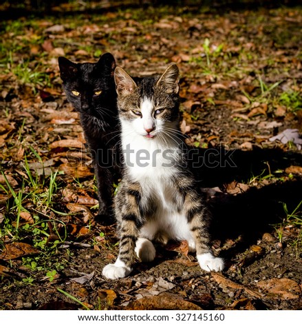 Two cute kittens side by side on forest floor in the fall