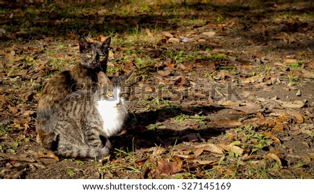 Two cute kittens sitting next to each other on leaf strewn path in the fall