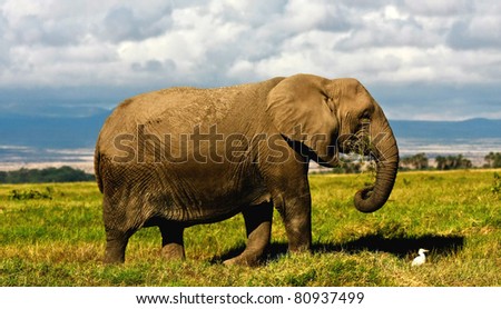 Elephant in swamp in kenya