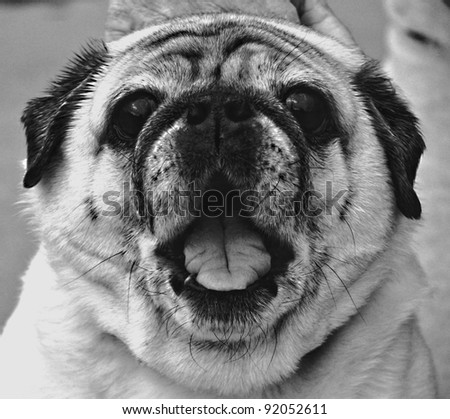Smiling Pug Dog