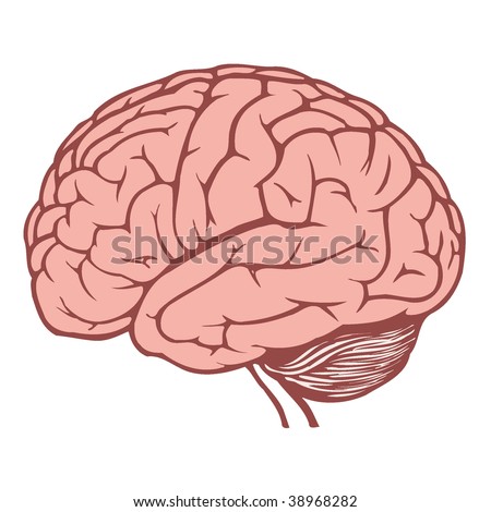 human brain clipart. stock vector : human brain