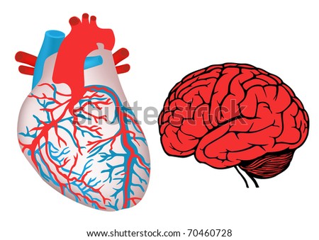 Heart And Brain