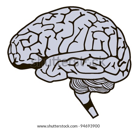 Human Brain. Vector File - 94693900 : Shutterstock