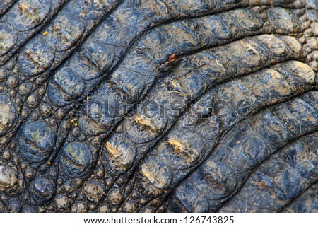 Crocodiles skin close up