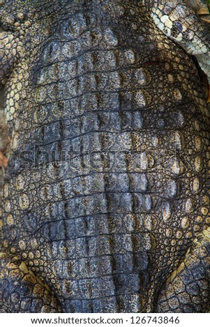Crocodiles skin close up