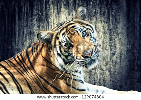 Tiger against grunge concrete wall Tiger against grunge concrete wall
