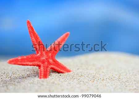 Red starfish in the sand on the beach