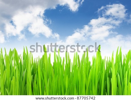 green grass on meadow under summer sky whit clouds