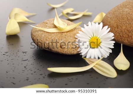 yellow petals and stones on a black underground