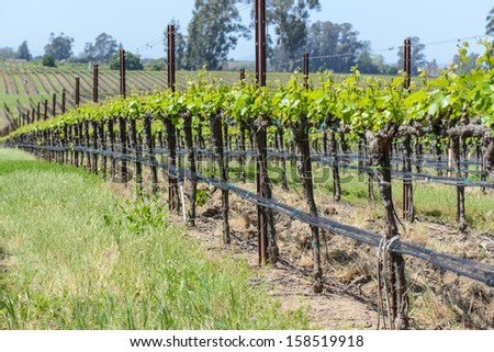 Napa Valley  California Vineyard in Spring