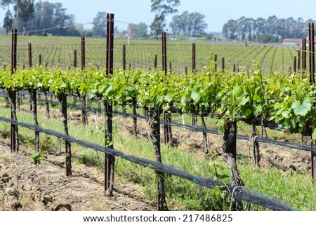 Wine Vineyard in Spring