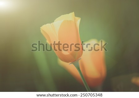 Vintage California Orange Poppy with Sunlight on the Flower