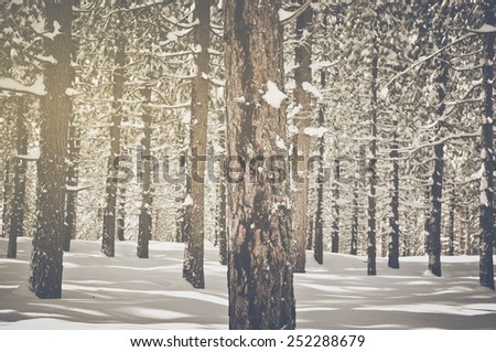 Vintage Trees covered in Snow. Vintage Retro Film Effect