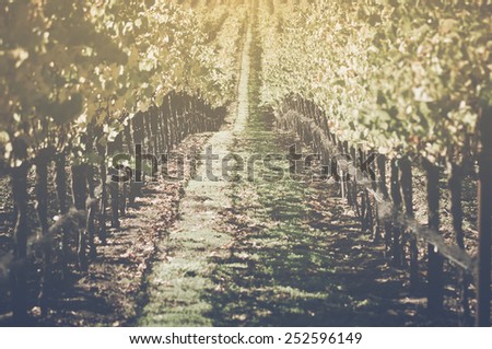 Vineyard in Autumn with Vintage Film Style Filter