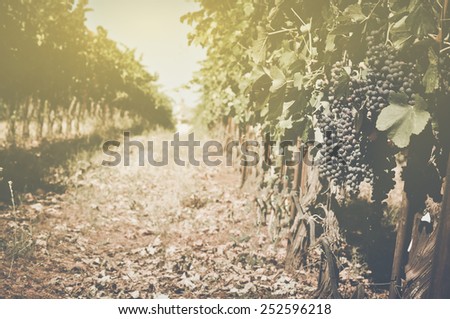 Vineyard  with Sunlight in Autumn with Vintage Film Style Filter