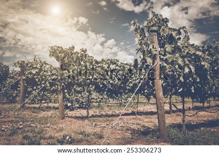 Vineyard with Blue Sky in Autumn with Vintage Film Style Filter, blur