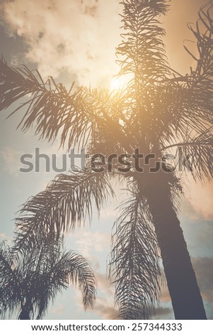 Palm Trees with Instagram Style Retro Filter