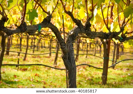 Beautiful Vineyard in Fall