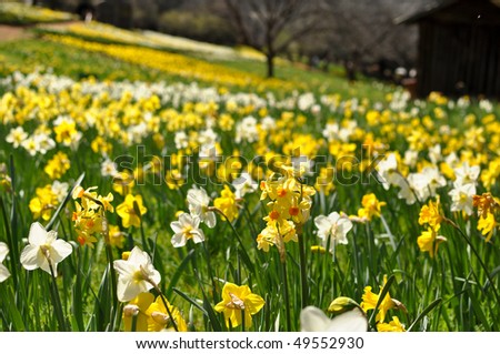 Field of Yellow and White Daffodils with Cabin in Background