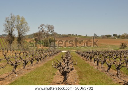 Beautiful California Vineyard in Spring