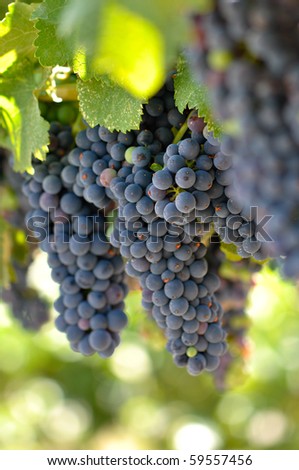 Red Grapes on the Vine in Napa Valley California