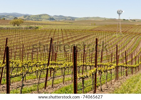 Napa Valley California Vineyard with Windmill