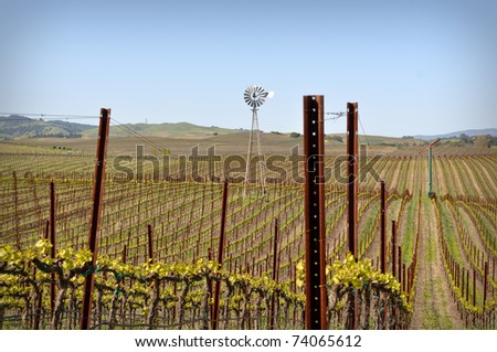 Napa Valley California Vineyard with Windmill
