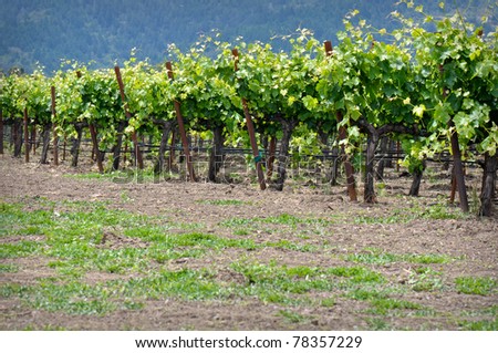 Rows of Grape Vines in Napa Valley California
