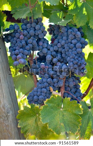 Red wine Grapes on the Vine