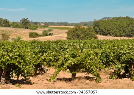 California Wine Vineyard
