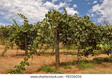 Vineyard in California with Blue Sky and Grapes on the Vine