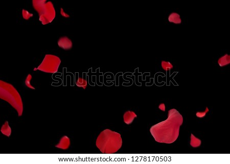 Background with red rose petals. Falling red flower petals and pink. Happy Valentines day card. Valentine\'s day background. Set of Naturalistic Rose Petals on black background