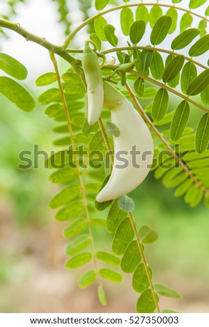 Sesban, White Agasta flower, Sesban, Vegetable Humming bird, Humming bird tree, Butterfly tree, Agati Sesbania grandiflora