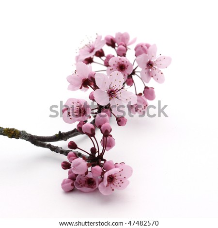 stock photo : Pink cherry blossom sakura on white