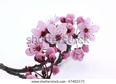 cherry blossom. Pink cherry blossom sakura