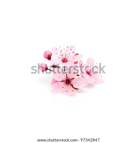 Cherry blossom sakura flowers isolated on white background Cherry blossom sakura flowers isolated on white background