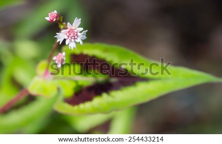 Tiny flowers of the fleece flower plant hover above the strikingly striped leaf