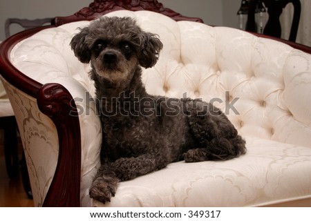 Dog on fancy chair